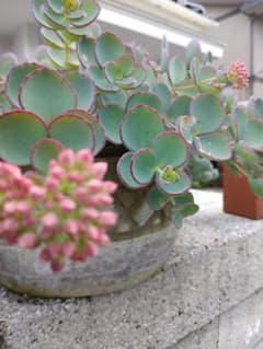 多肉植物　ミセバヤのサムネイル