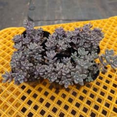 多肉植物姫秋麗6鉢抜き苗のサムネイル