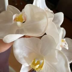 結婚式ベッドパーツ　胡蝶蘭のサムネイル