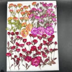 押し花素材 3894 染めミニバラミックス - メルカリ