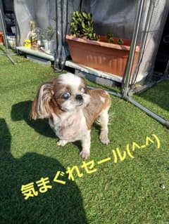 ネロ nello PD-B10-P  ペットドライルーム nello ピンクのサムネイル