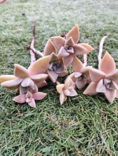 朧月（花が咲いて確定）多肉植物（クリーム色・薄紫）抜き苗セットのサムネイル