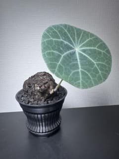 【レア種・鉢ごと発送】ステファニア カゥィーサキー タイ輸入株 3Dプリント鉢 レア種・鉢ごと発送】ステファニア カゥィーサキー タイ輸入株 3D