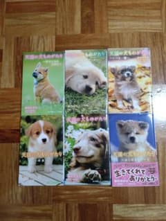 天国の犬ものがたり 全6巻セットのサムネイル