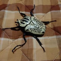 いきもの大図鑑 カブトムシ05 ゴライヤスオリエンタリスのサムネイル