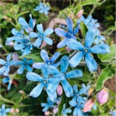 ブルースター オキシペタラム 種100粒のサムネイル