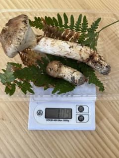 松茸  岩手県産のサムネイル