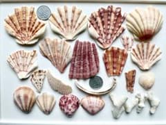貝殻とサンゴのセット ピンク イタヤガイ ヒオウギガイ キンチャクガイ
