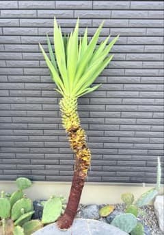 ユッカ グロリオサ キミガヨランのサムネイル