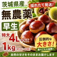 【茨城県産】 生栗 4L以上 特大 約1kg 採れたて 無農薬のサムネイル