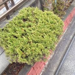 イシグロ様専用のサムネイル