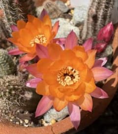 花サボテン白檀 リンカーンの月光 抜き苗 約3× 6センチ - メルカリ