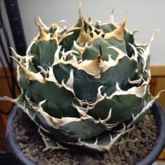 アガベ チタノタ 白鯨 WW3 コレクション株 - メルカリ