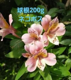 アリストロメリア　ピンク 球根200gのサムネイル
