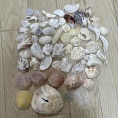 貝殻のサムネイル