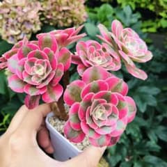 現物 七彩石変異錦 群生 アエオニウム 多肉植物 - メルカリ