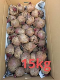特売【訳あり】　ビーツ　約15キロ　三浦半島　農家直送　農薬不使用(栽培期間)のサムネイル