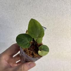 R*0様 Anthurium AOS✖️RVDP斑入り Anthurium AOS✖️RVDP斑入り - メルカリ