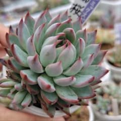 桜鬼 大株 抜き苗 札なし ミックスベリア おらいさん苗 エケベリア