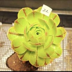 35#多肉植物アエオニウム錦❤️グリ一ンファイア一錦❤️碧火❤2頭12cm 拔き苗 22 #観葉植物アエオニウム錦❤️グリ一ンファイア一錦❤️碧火❤1頭