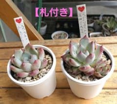 KAMI♡さん苗【札付き】2苗セット - メルカリ