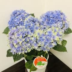 ☆塩原花園☆6号鉢☆4月末〜発送☆ 紫陽花 塩原花園さん 試作品④ 6号底面給水鉢 - メルカリ