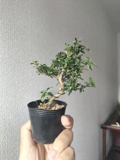 白丁花のサムネイル