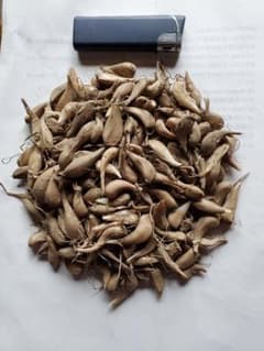 アサツキ 浅葱 の球根(種) 200g ８月末で削除のサムネイル