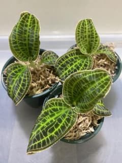 大特価‼️［ジュエルオーキッド］Macodes sanderiana⑤ 3株セット