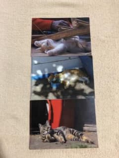 カフェベローチェ　ねこクリアファイルのサムネイル