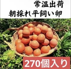 270개들이 사백양계의 아침 얻어 헤이치 계란