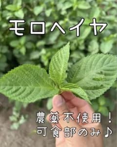 農薬不使用！モロヘイヤ（可食部のみ）のサムネイル