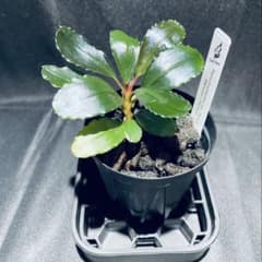 TB便】Bucephalandraセット - メルカリ