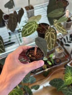 観葉植物 アロカシア シャントリエリ 小苗　セット割対象苗のサムネイル