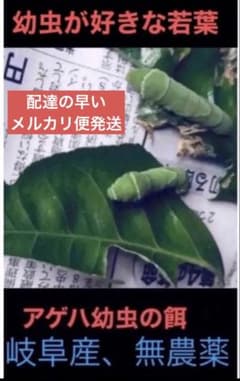 アゲハ幼虫、青虫餌、岐阜県産、自然栽培 柑橘類50枚、春の一番新葉のサムネイル