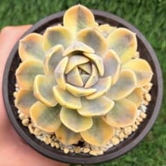 多肉植物 タイニーバーガー錦 夏セール品 現物 灰緑にピンクや黄色の