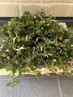 せり200g（田せり）のサムネイル