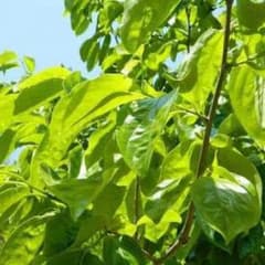 無農薬 柿葉茶 50gのサムネイル
