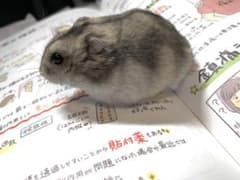 凛凛様 専用 ナルシソロドリゲス香水のサムネイル