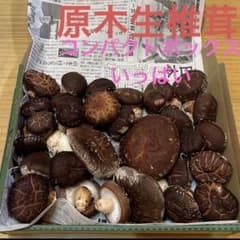新鮮な生椎茸　コンパクトボックスいっぱいのサムネイル