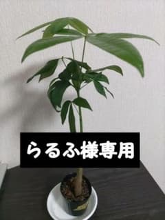 パキラ　実生　抜き苗　金運アップ　観葉植物のサムネイル