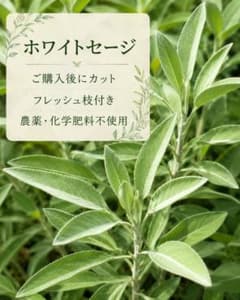 ホワイトセージ フレッシュ枝付き ドライ用 農薬・化学肥料不使用のサムネイル