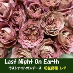 セール！ラスト株！ユニークな花色　切り花品種　バラ苗 超レア 切花品種 ラストナイトオンアース C バラ 苗 宿根草 rose