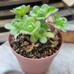 多肉植物 アエオニウム サンデルシー④◇抜き苗◇ - メルカリ