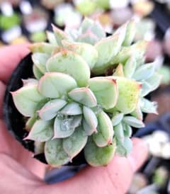 アルバビューティー エケベリア 抜き苗のサムネイル