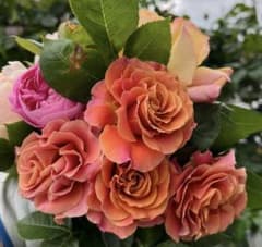 バラ苗(81)四季咲き 超強健 レア 切花 耐病性に優れ 再開花性良好 長花