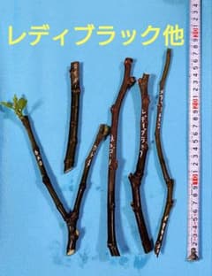 イチジク　穂木　レディブラック他のサムネイル
