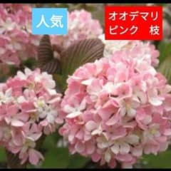 超メルカリ市祭　大手毬　オオデマリ 大手毬 ピンク 挿し木 枝 1本 苗 鉢 オオデマリ バラ 紫陽花 アナベル