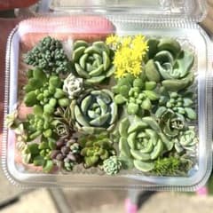 多肉植物　多肉弁当　ちまちま寄せ　寄せ植え　セダム　エケベリアのサムネイル