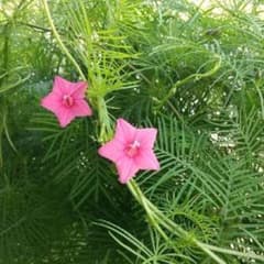 ＊ルコウ草の種ピンクです＊のサムネイル